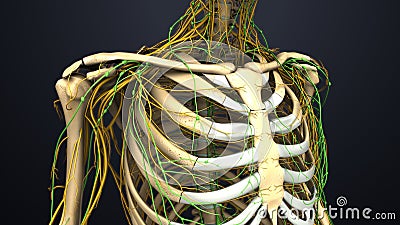 Skeletal with Nerves and Lymph Nodes around chest Stock Photo